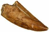 Serrated Raptor Tooth - Real Dinosaur Tooth #300963-1